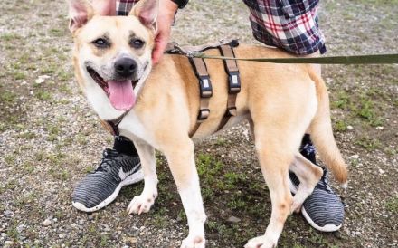 Traurige Anna sucht ein Zuhause in der Schweiz / Österreich