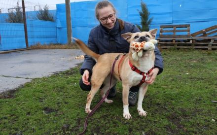 Traurige Anna sucht ein Zuhause in der Schweiz / Österreich