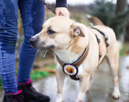 Traurige Anna sucht ein Zuhause in der Schweiz / Österreich