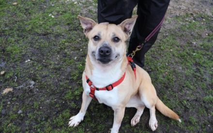 Traurige Anna sucht ein Zuhause in der Schweiz / Österreich