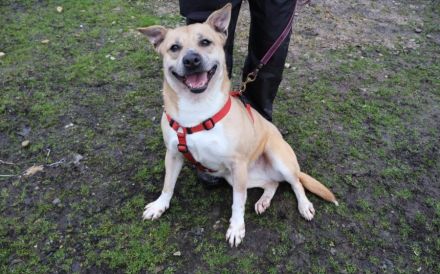 Traurige Anna sucht ein Zuhause in der Schweiz / Österreich