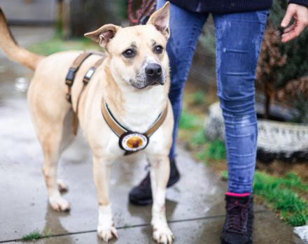 Traurige Anna sucht ein Zuhause in der Schweiz / Österreich