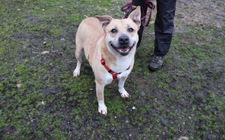 Traurige Anna sucht ein Zuhause in der Schweiz / Österreich