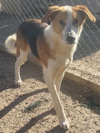 Eneas, geb. ca. 07/2023, lebt in GRIECHENLAND, im städt. Tierheim Serres