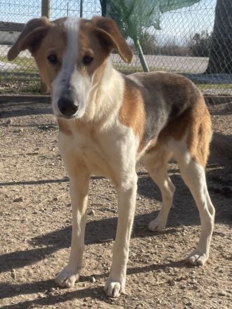 Eneas, geb. ca. 07/2023, lebt in GRIECHENLAND, im städt. Tierheim Serres