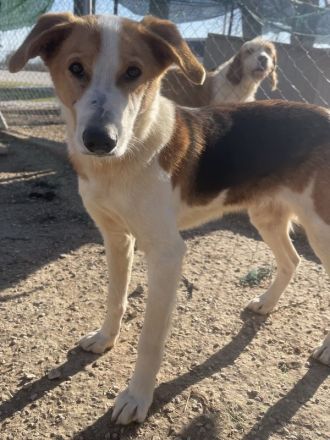 Eneas, geb. ca. 07/2023, lebt in GRIECHENLAND, im städt. Tierheim Serres