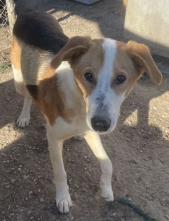 Eneas, geb. ca. 07/2023, lebt in GRIECHENLAND, im städt. Tierheim Serres