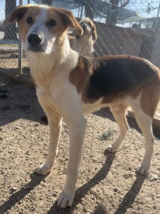 Eneas, geb. ca. 07/2023, lebt in GRIECHENLAND, im städt. Tierheim Serres