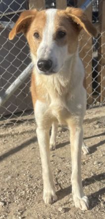 Eneas, geb. ca. 07/2023, lebt in GRIECHENLAND, im städt. Tierheim Serres