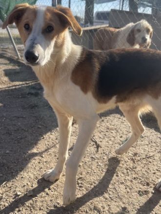 Eneas, geb. ca. 07/2023, lebt in GRIECHENLAND, im städt. Tierheim Serres