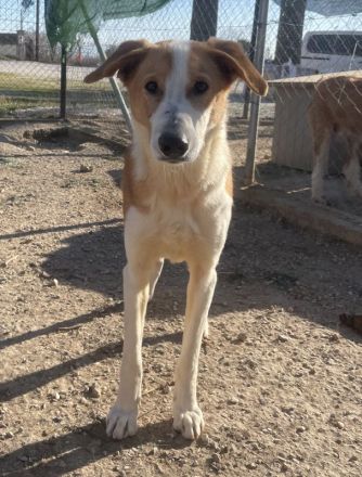 Eneas, geb. ca. 07/2023, lebt in GRIECHENLAND, im städt. Tierheim Serres