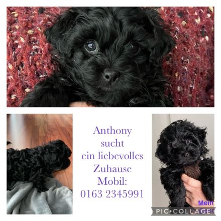 Bolonka Zwetna Welpen – Reinrassig mit Ahnentafel