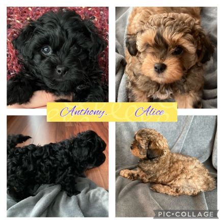 Bolonka Zwetna Welpen – Reinrassig mit Ahnentafel