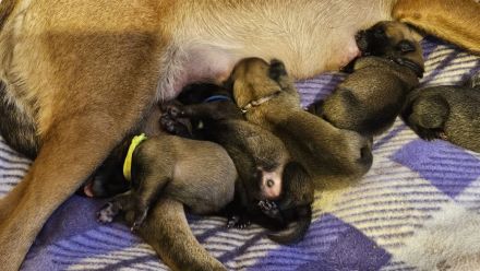 Malinoiswelpen Top nachkommen