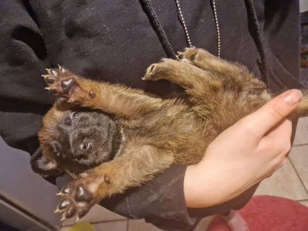 Malinoiswelpen Top nachkommen