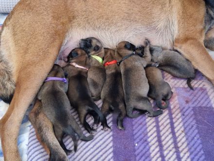 Malinoiswelpen Top nachkommen