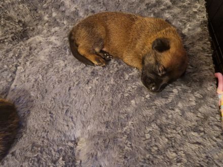 Malinoiswelpen Top nachkommen