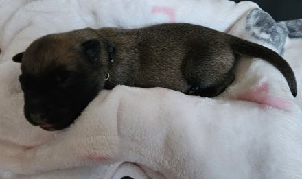 Malinoiswelpen Top nachkommen