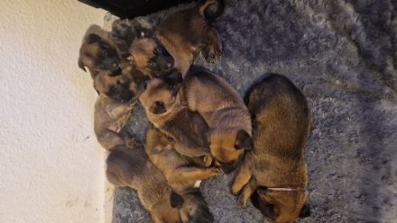 Malinoiswelpen Top nachkommen