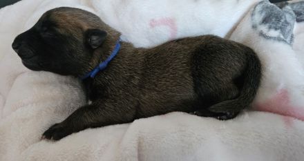 Malinoiswelpen Top nachkommen