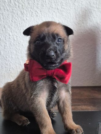 Malinoiswelpen Top nachkommen