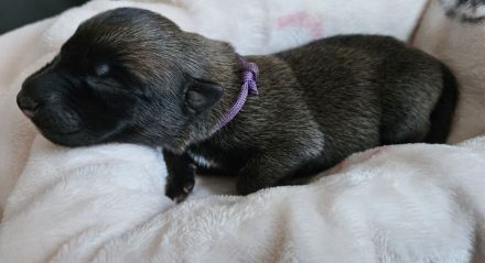 Malinoiswelpen Top nachkommen