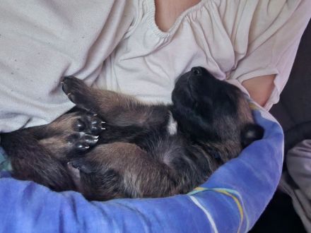 Malinoiswelpen Top nachkommen