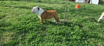 englische Bulldogge