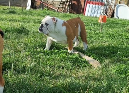 englische Bulldogge