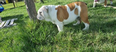 englische Bulldogge