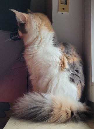 2 verschmuste Maine Coon Mädchen suchen Kuschelzuhause