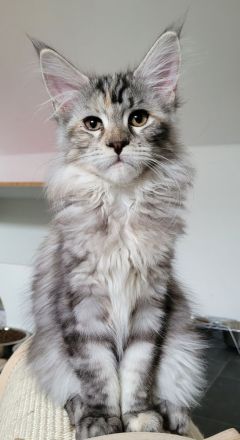 2 verschmuste Maine Coon Mädchen suchen Kuschelzuhause