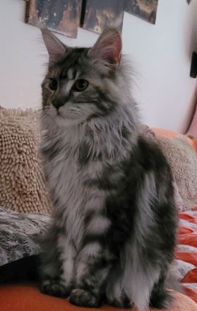 2 verschmuste Maine Coon Mädchen suchen Kuschelzuhause