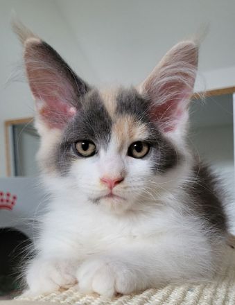 2 verschmuste Maine Coon Mädchen suchen Kuschelzuhause