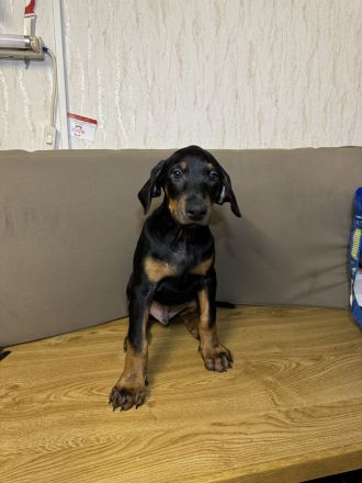 Stammbaum Dobermann Welpen