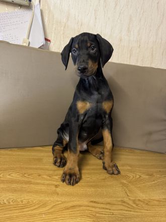 Stammbaum Dobermann Welpen