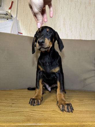 Stammbaum Dobermann Welpen