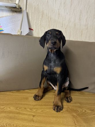 Stammbaum Dobermann Welpen