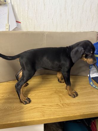 Stammbaum Dobermann Welpen