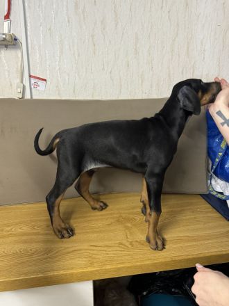 Stammbaum Dobermann Welpen