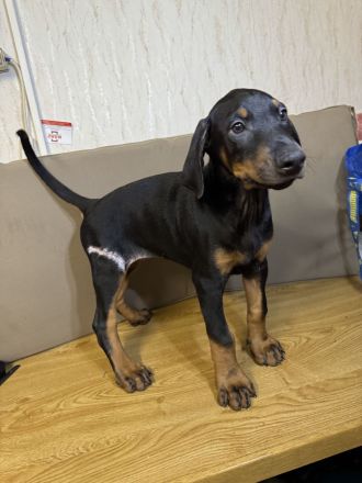 Stammbaum Dobermann Welpen