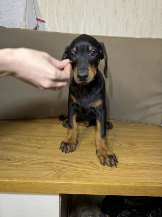 Stammbaum Dobermann Welpen