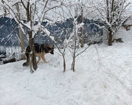Timo wünscht sich ein ruhiges Heim