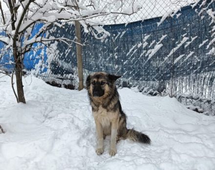 Timo wünscht sich ein ruhiges Heim