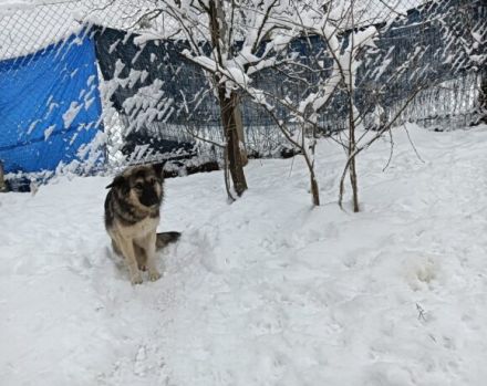 Timo wünscht sich ein ruhiges Heim