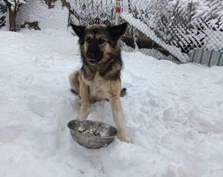 Timo wünscht sich ein ruhiges Heim