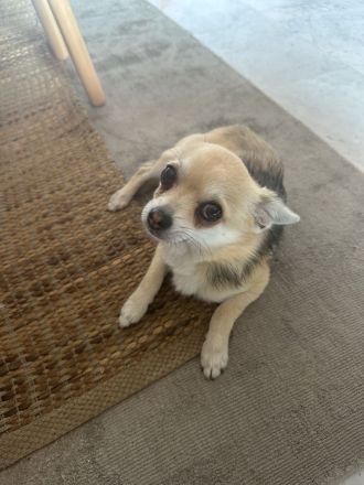 Chihuahua Cachorro 6 mes, Welpe 6 Monate