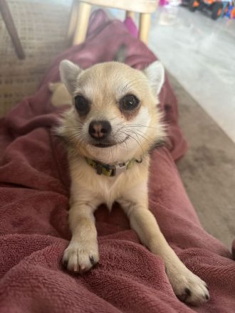 Chihuahua Cachorro 6 mes, Welpe 6 Monate