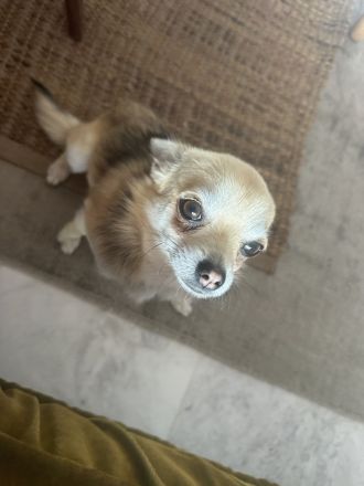 Chihuahua Cachorro 6 mes, Welpe 6 Monate