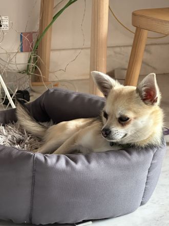 Chihuahua Cachorro 6 mes, Welpe 6 Monate